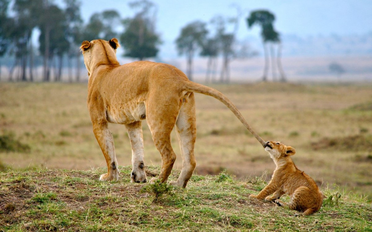 Хвост львицы