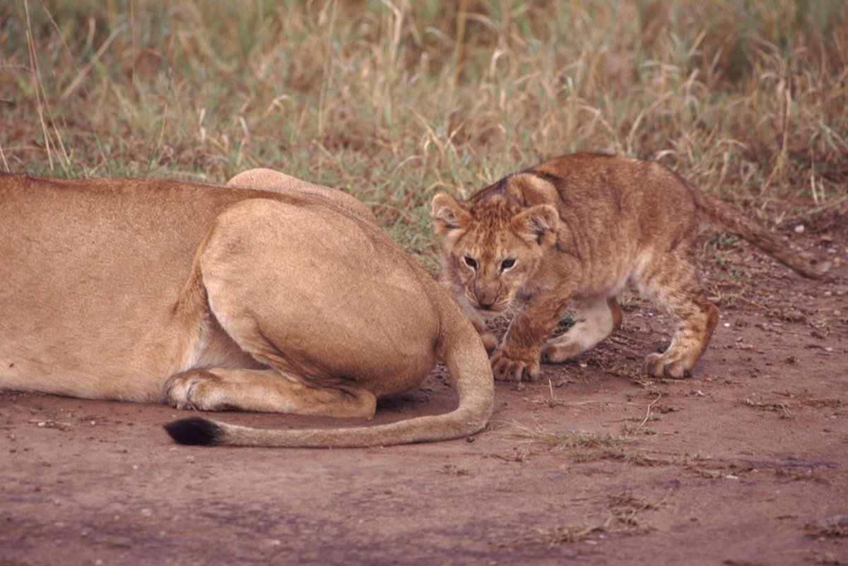 Хвост львенка
