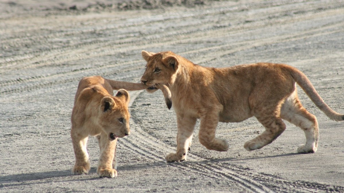 Хвост львенка