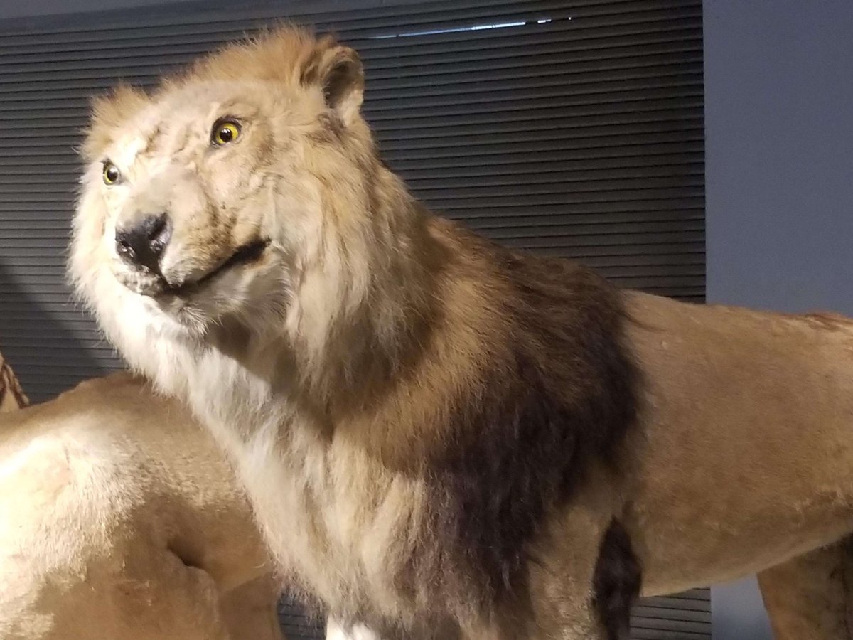 Чучело Льва