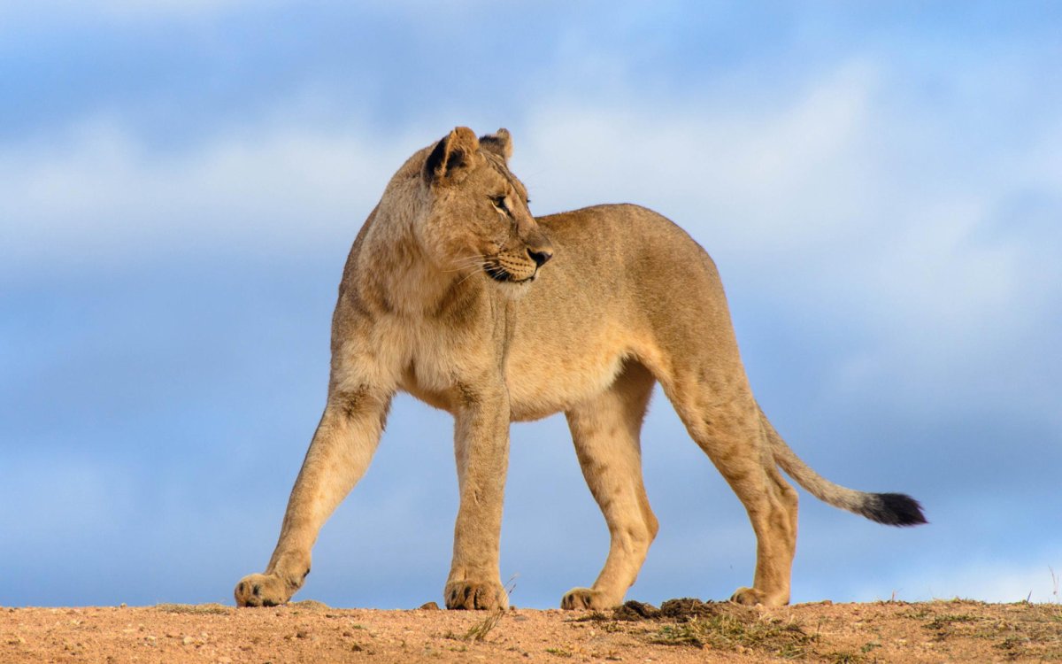 Хвост львицы