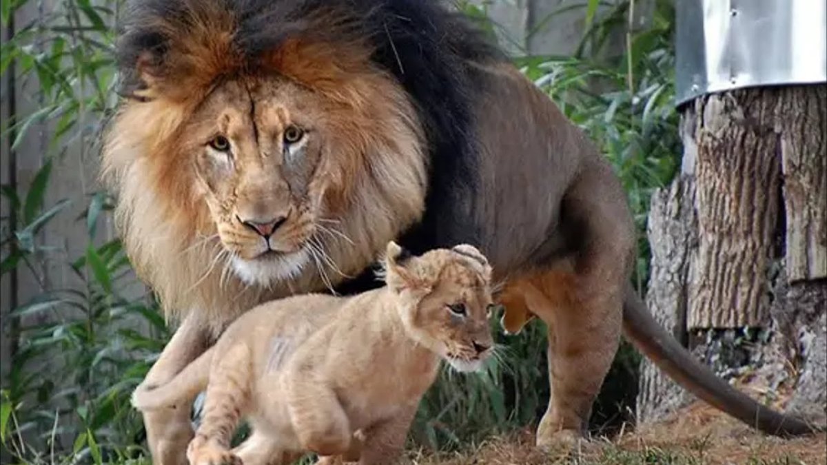 Маленькие львята с папой львом