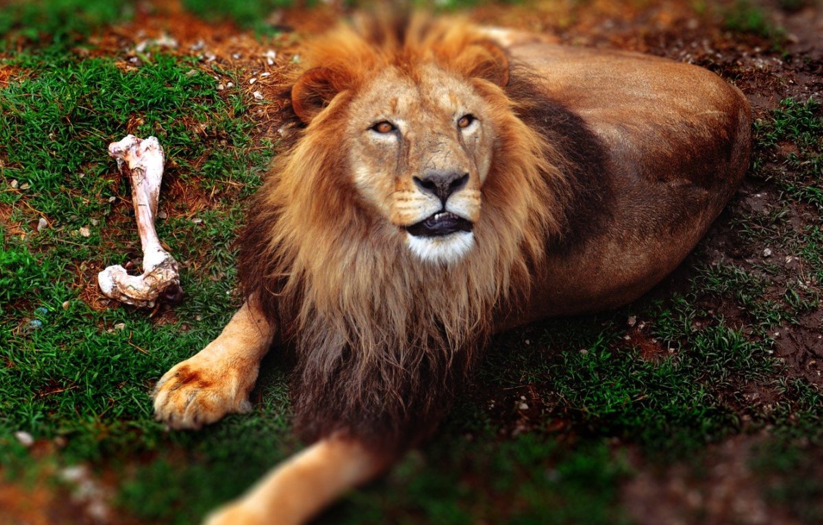 Дикие животные Лев