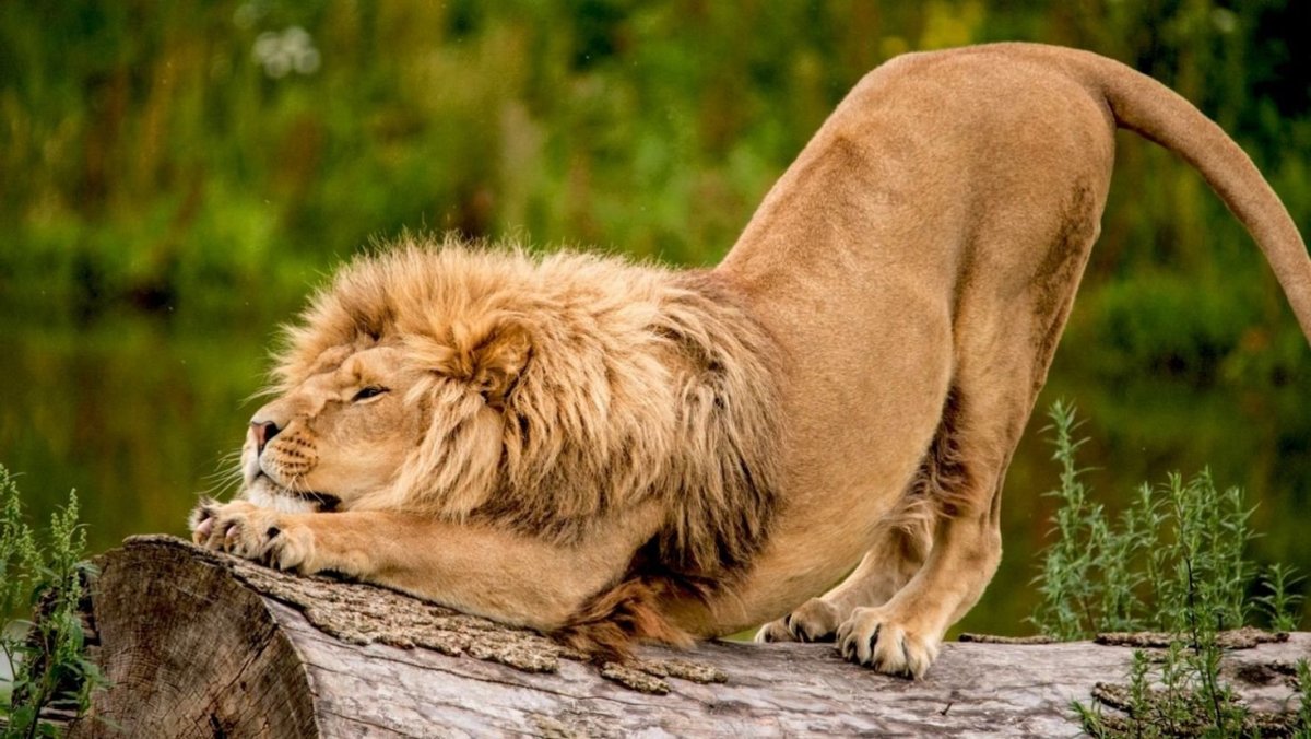 Конголезский Лев