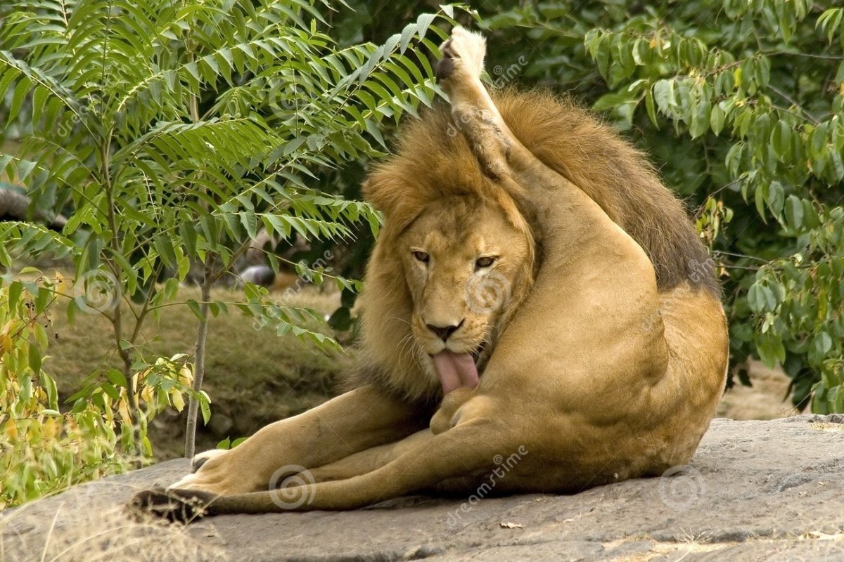 Самолайк залог успеха слон