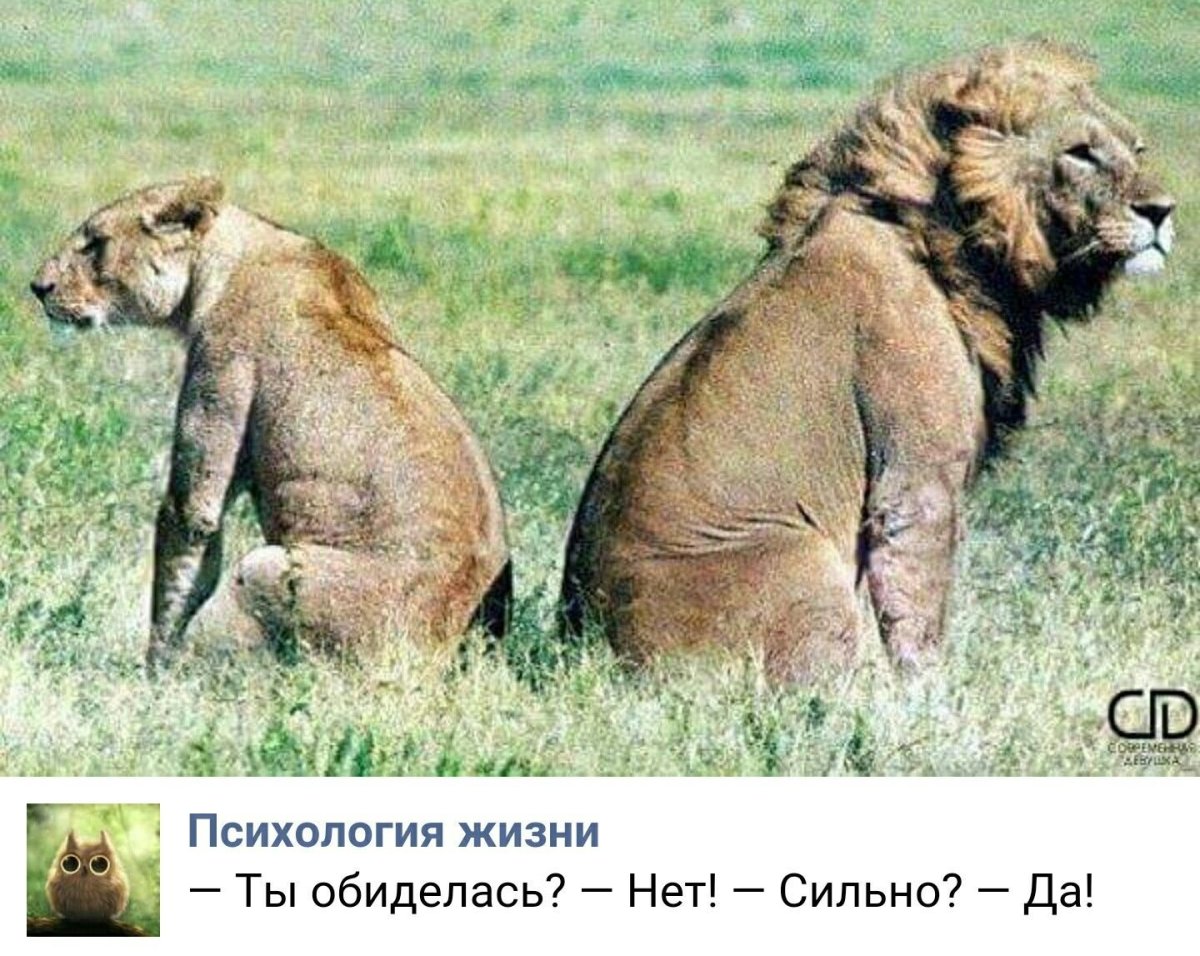 Приколы ссоры в семье