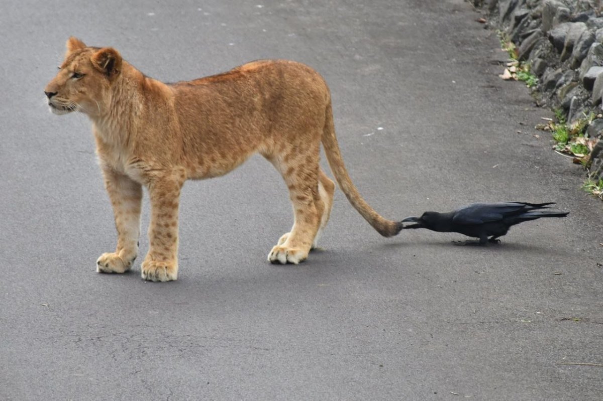 Риск прикол