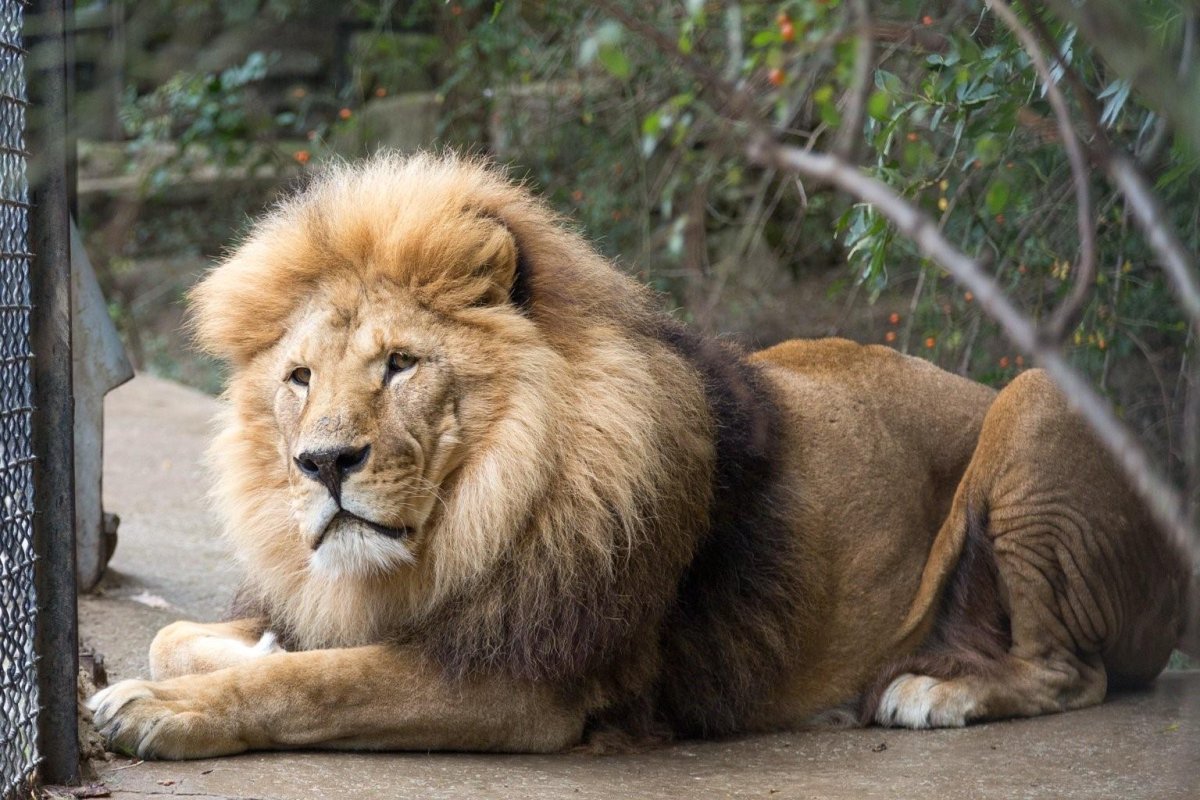 Сенегальский Лев