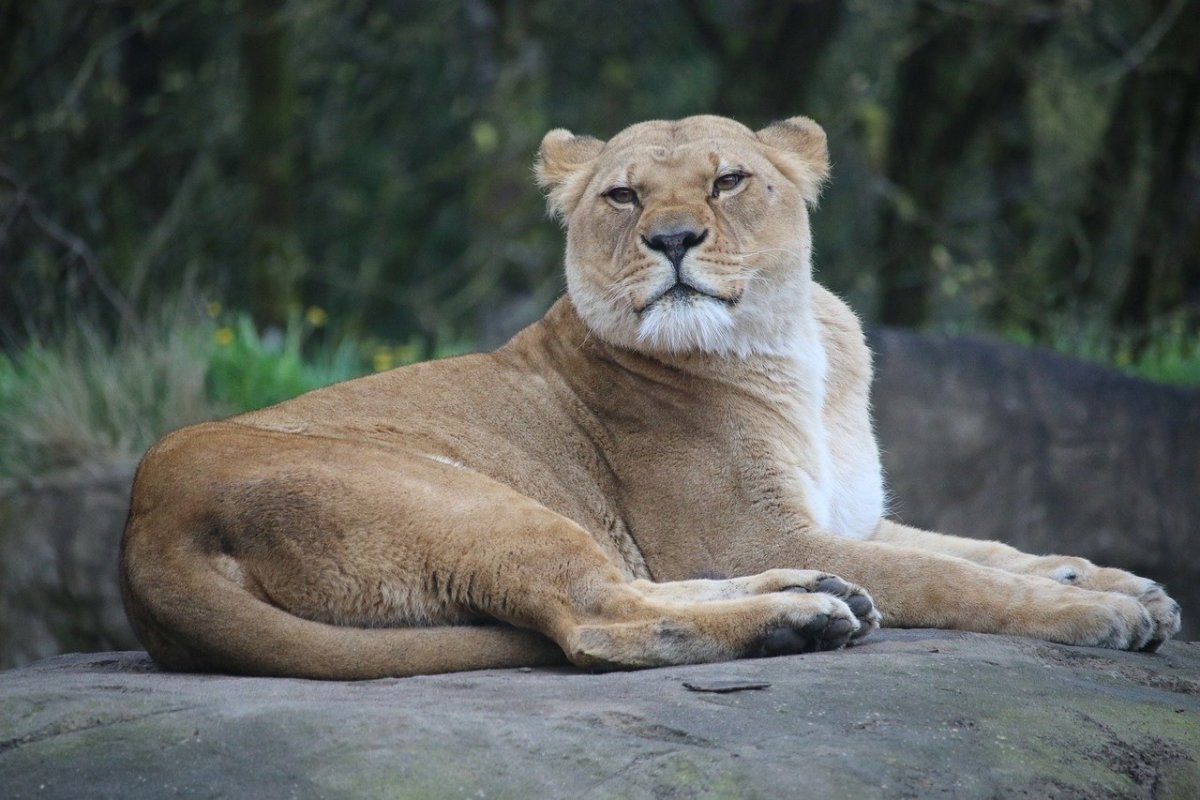 Хвост львенка