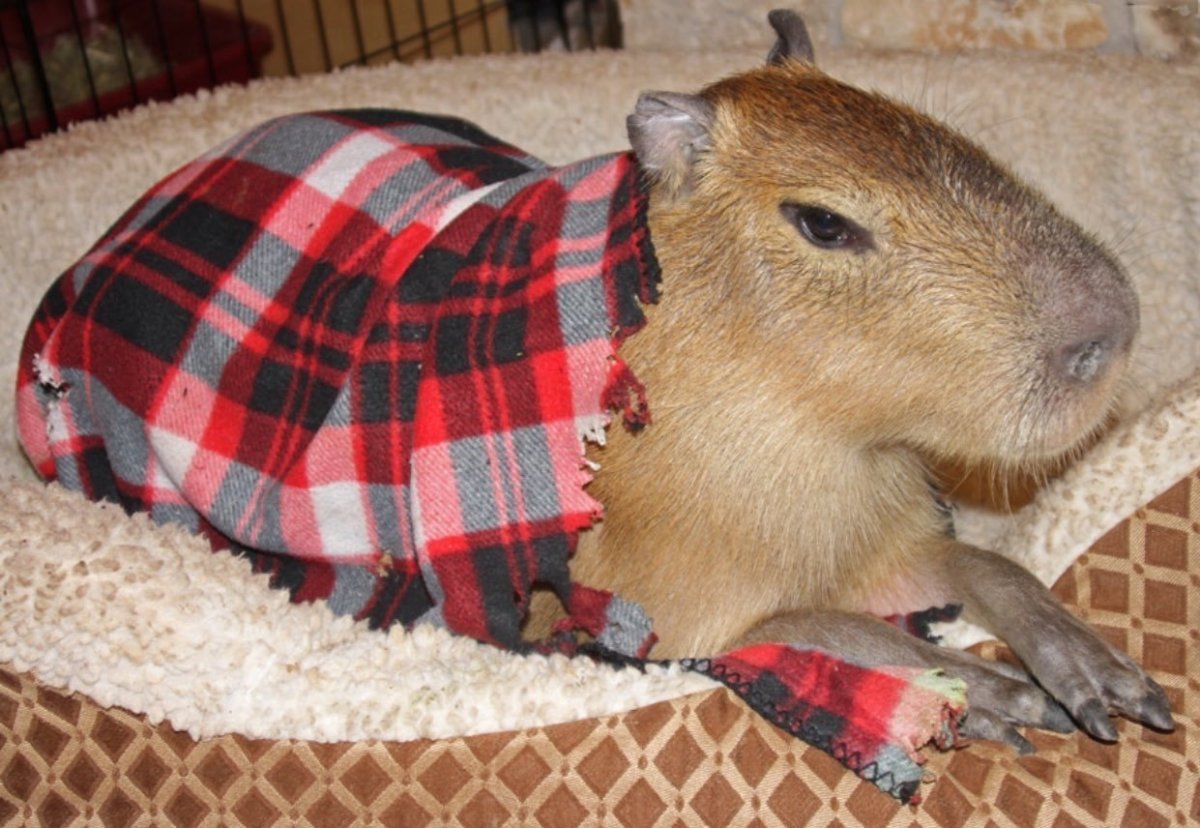 Опасная капибара