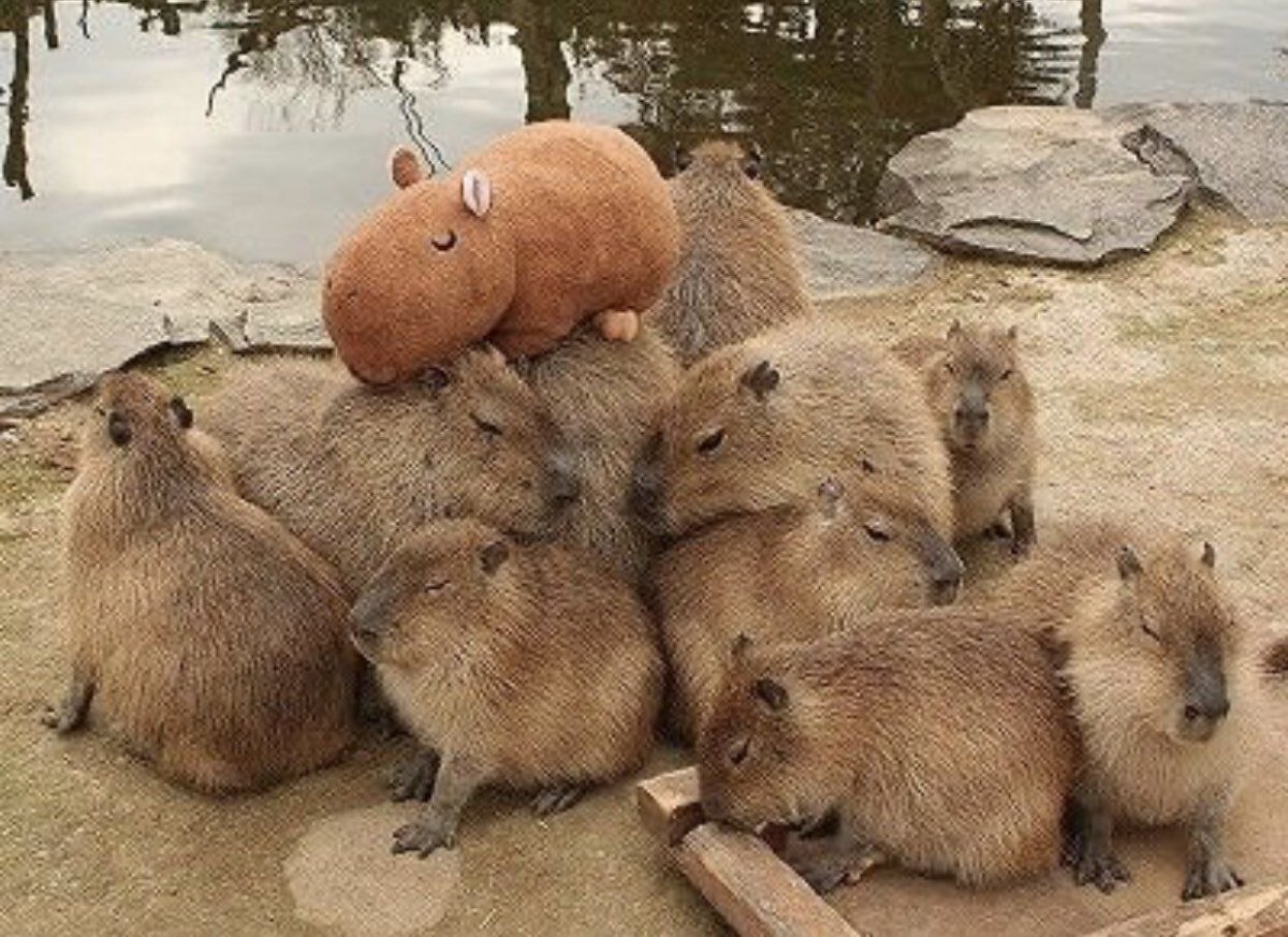 Капибара и альпака