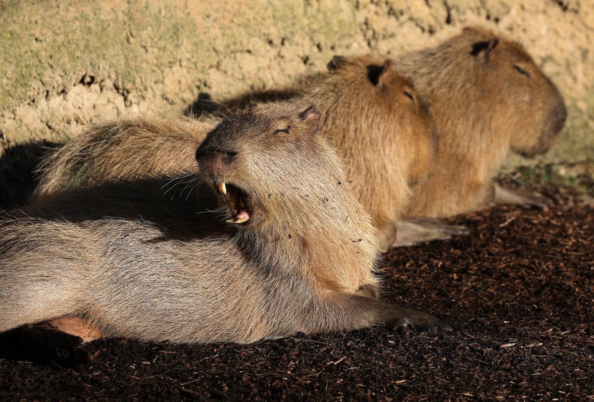 Капибара Сталин
