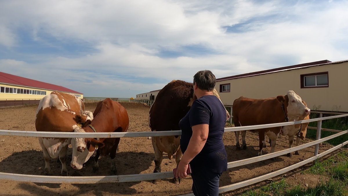 Бык порода б