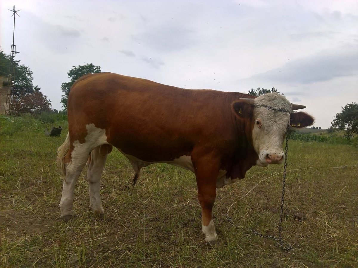 Быки породы симменталы