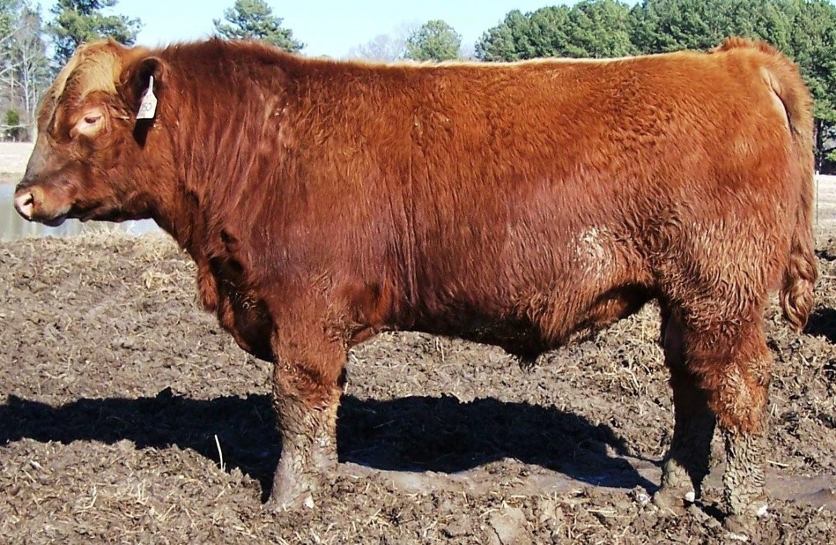 Салерс порода КРС