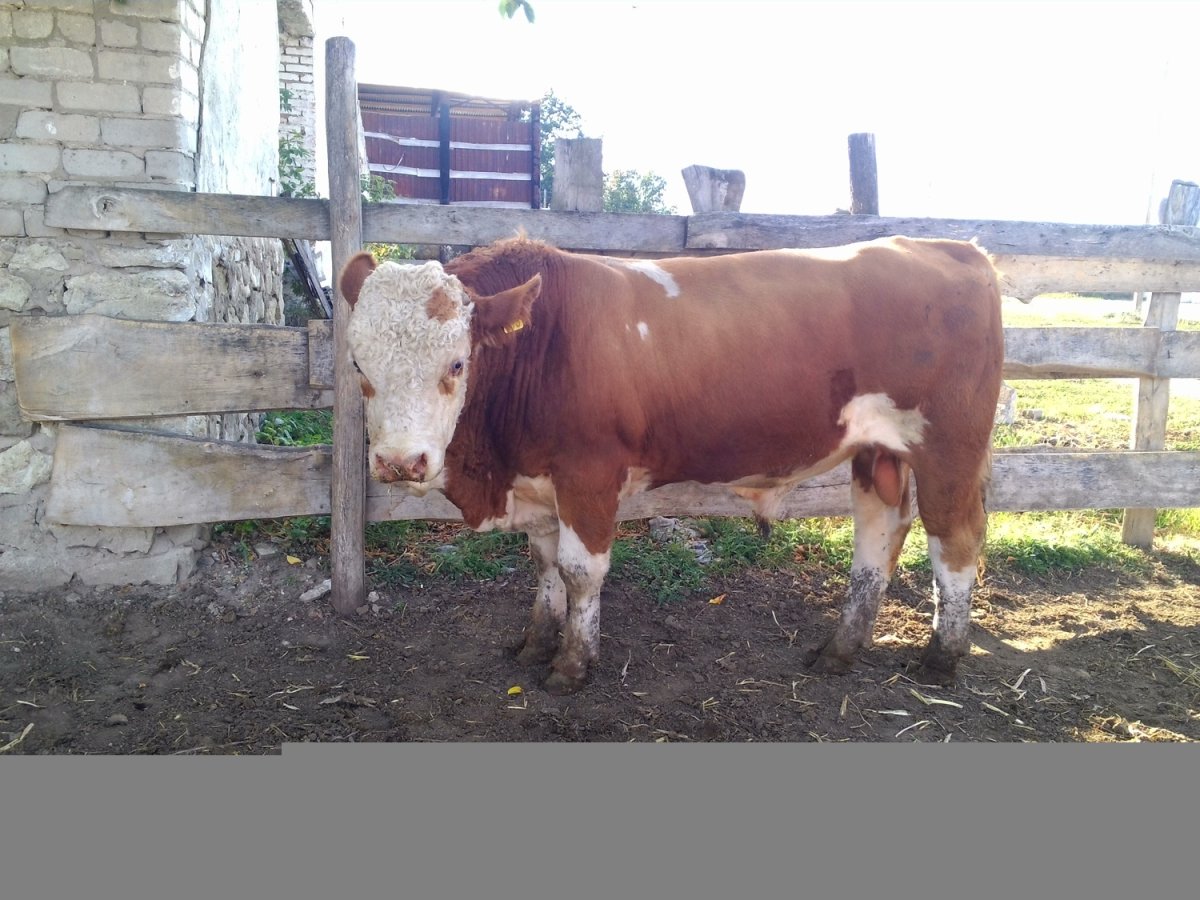 Бык симментальской породы