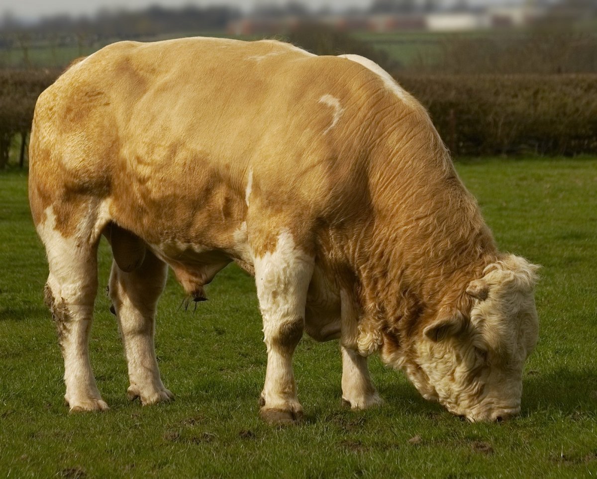 Бык симментал