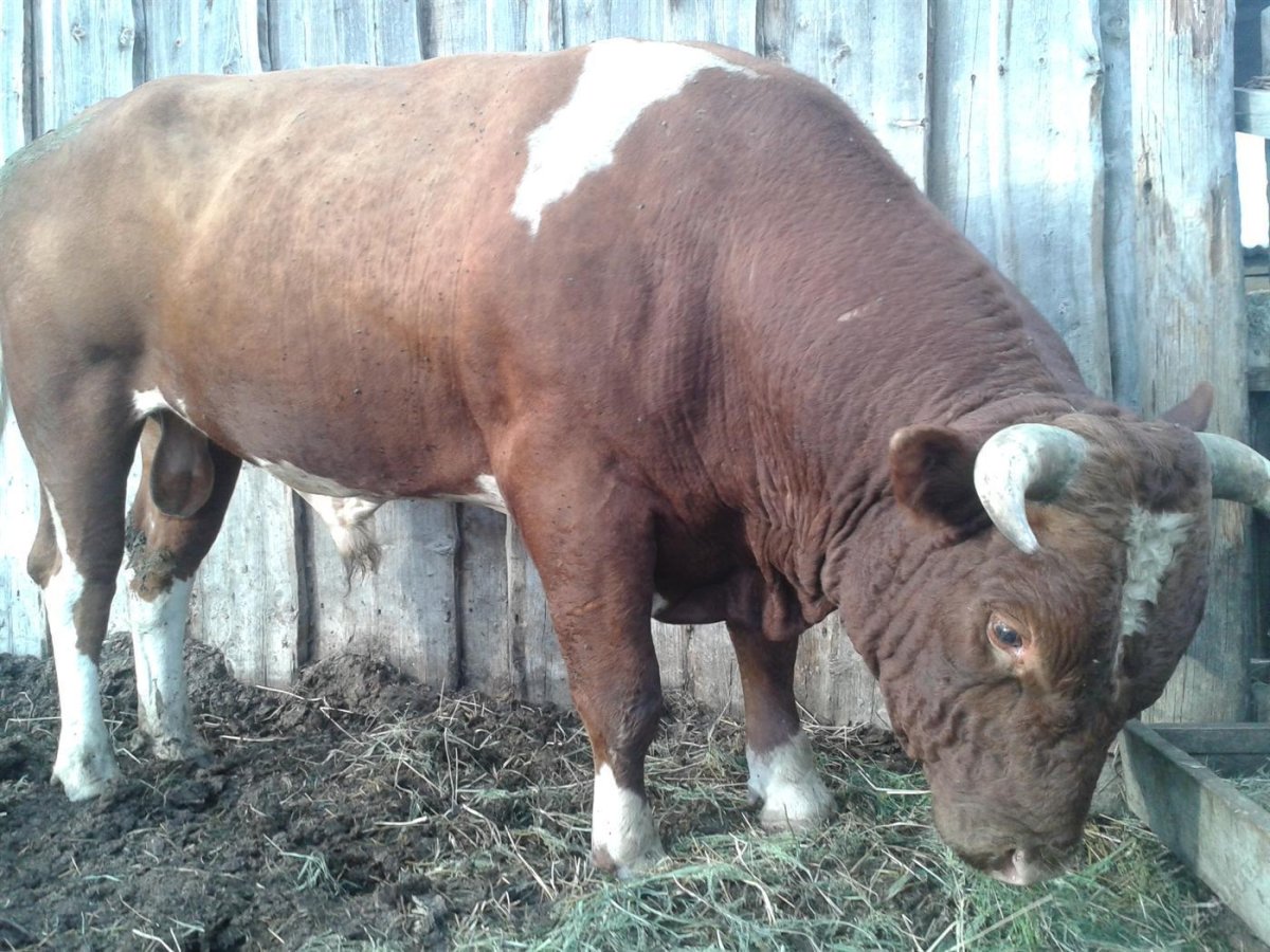 Симментал порода Быков