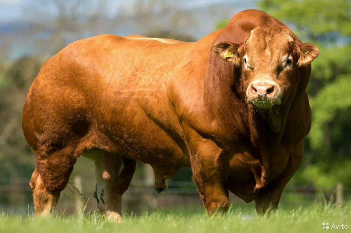 Лимузинская порода