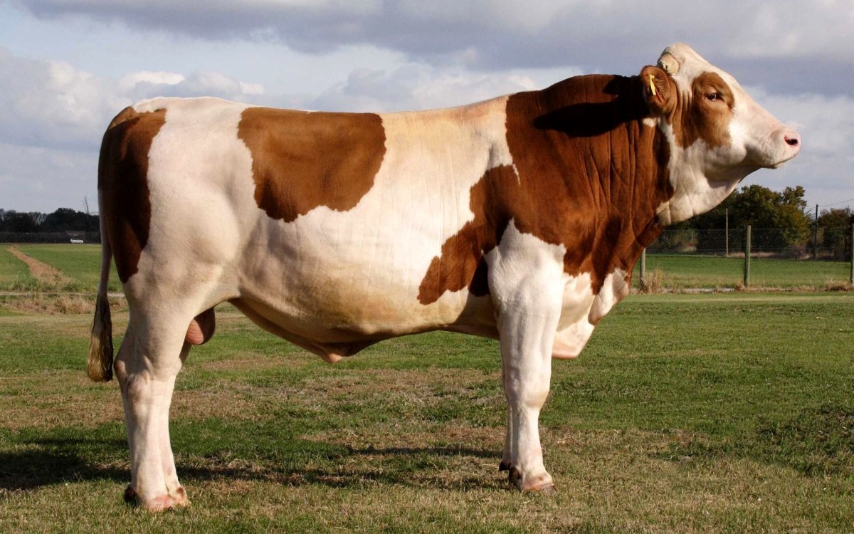 Зотдор моллар