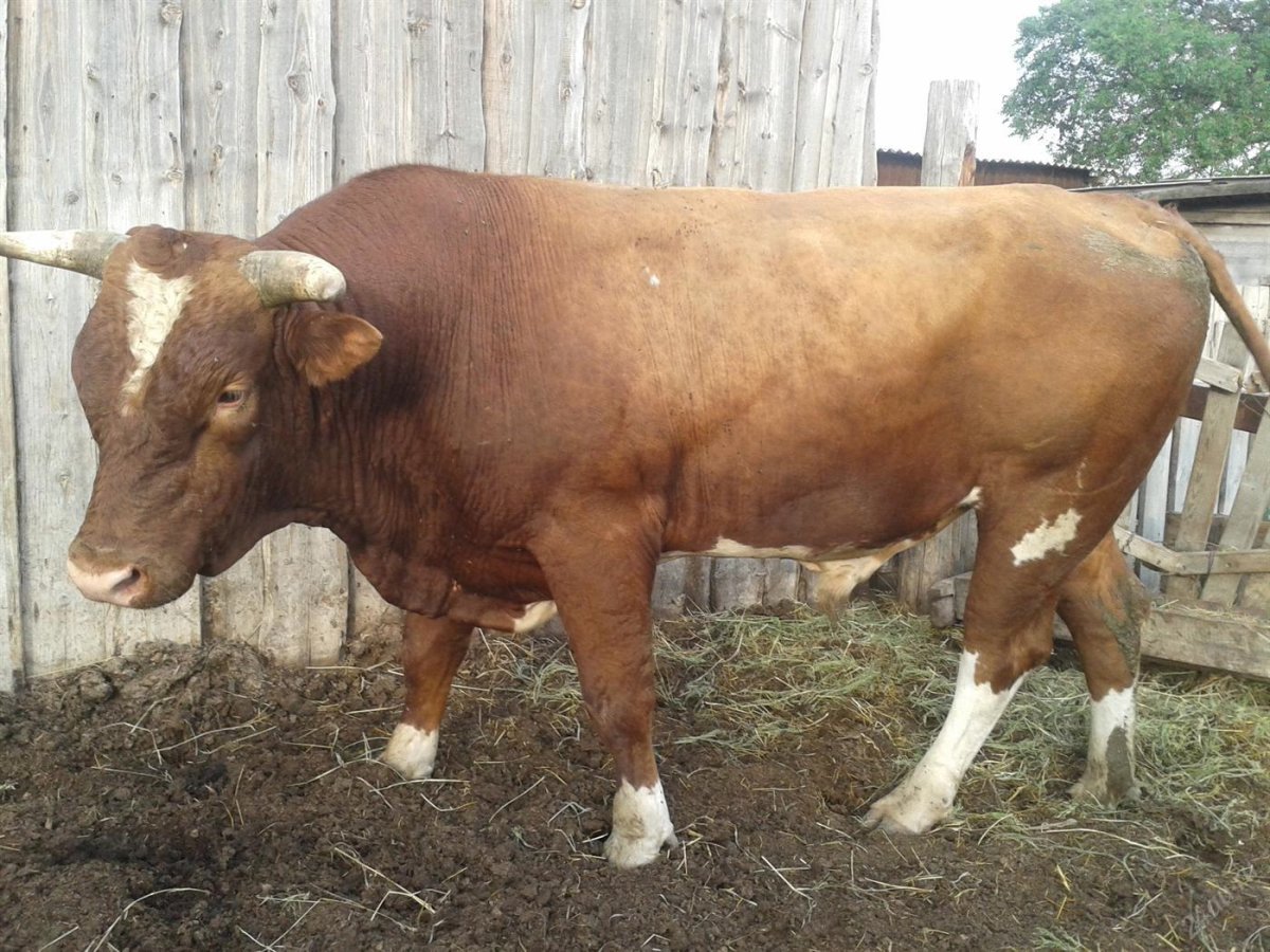 Порода Бычков симментал