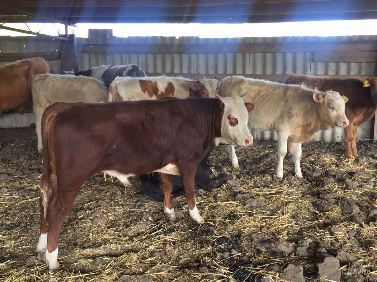 Симментал порода Быков