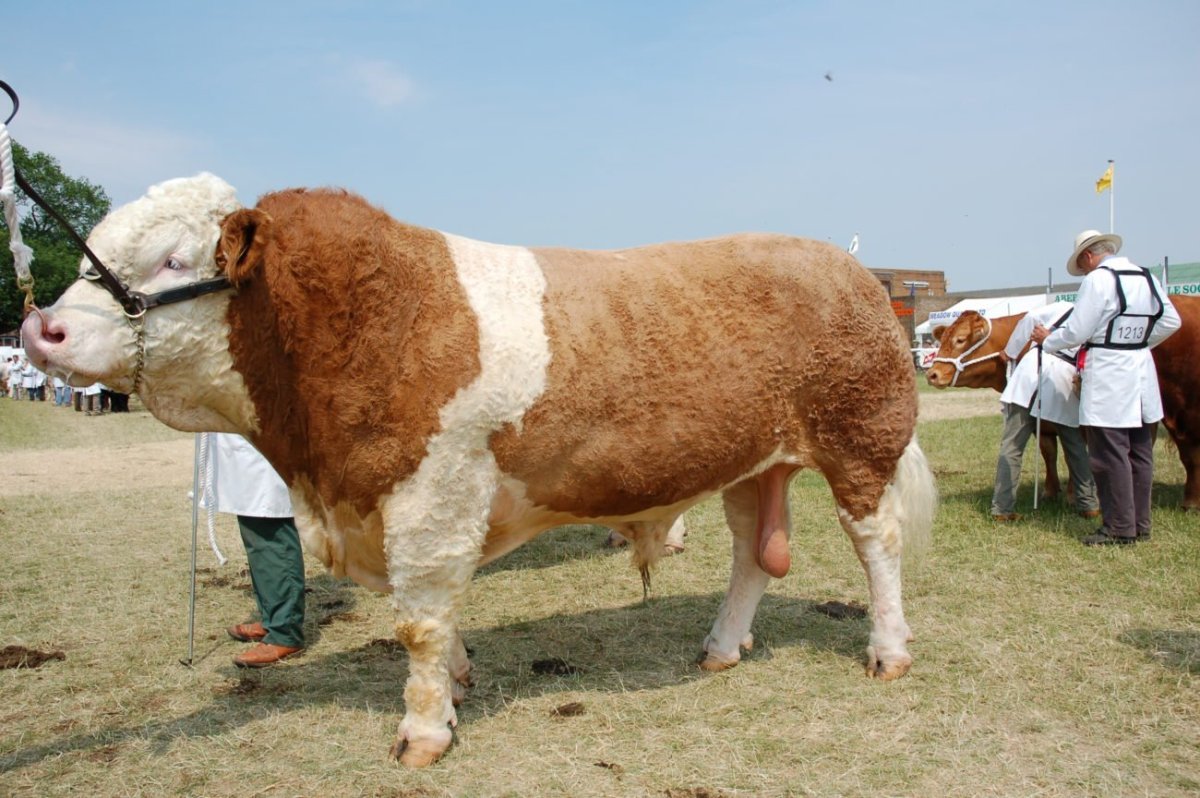 Симментал порода Быков