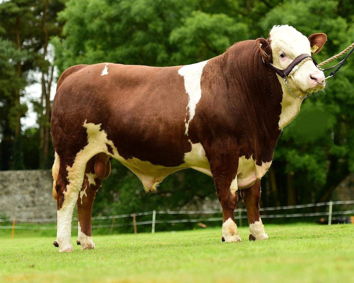 Бык симментал