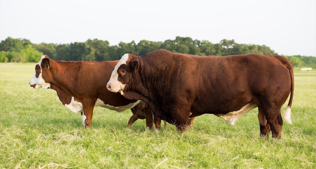 Бык симментальской породы