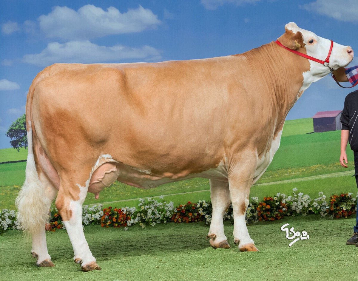 Австрийский симментал бык