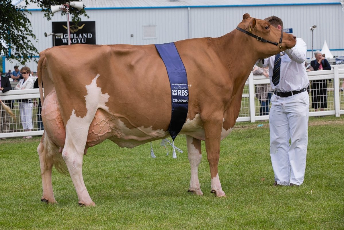 Окрас КРС симментальской породы