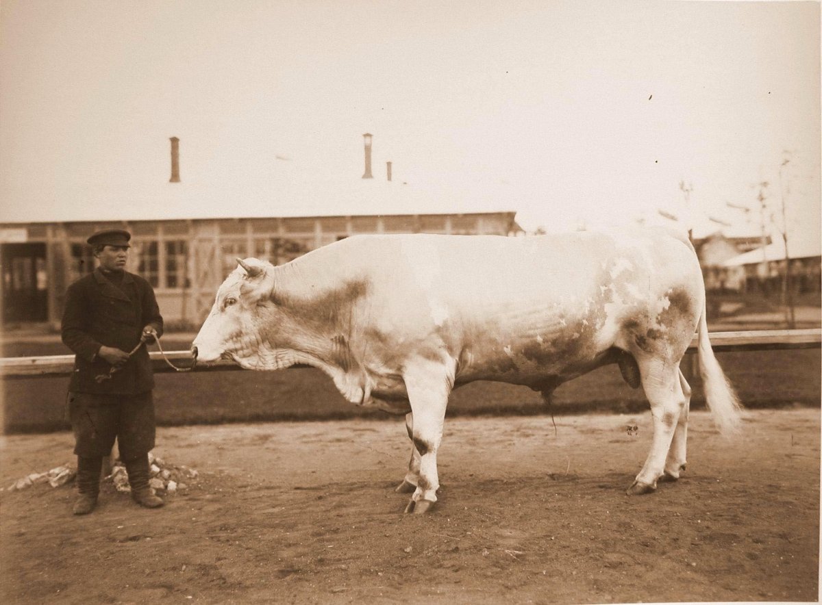 Племенной симментал бык