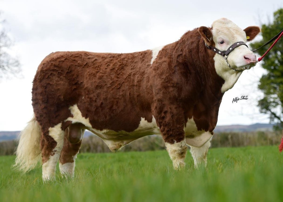 Бельгийский белоголовый бык