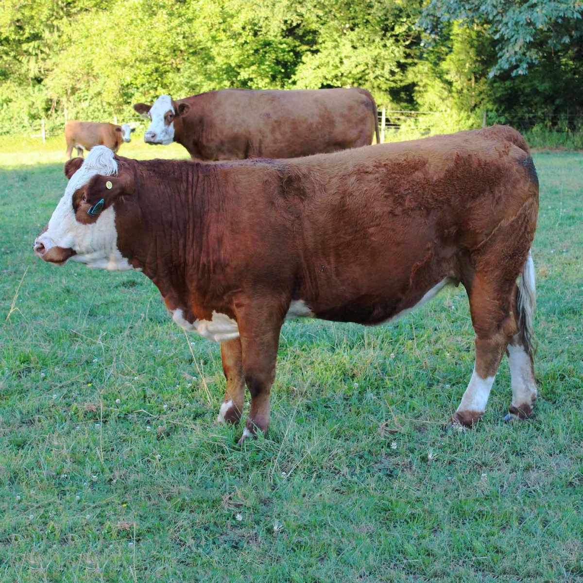 Бык симментал