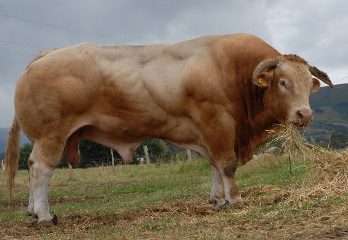 Французская порода Быков