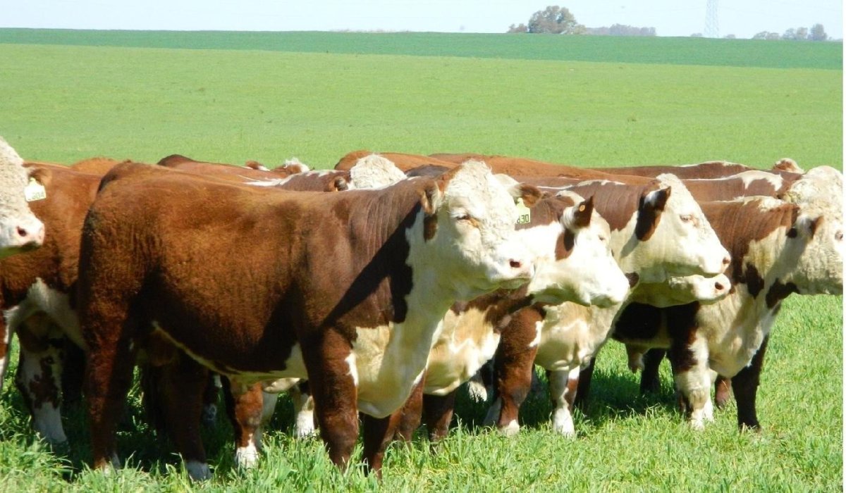 Герефордская порода Быков