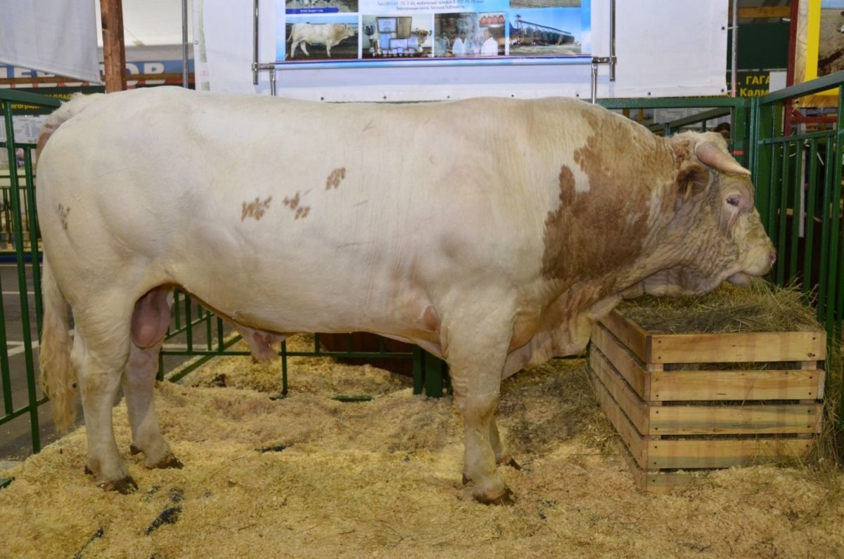 Быки породы симменталы