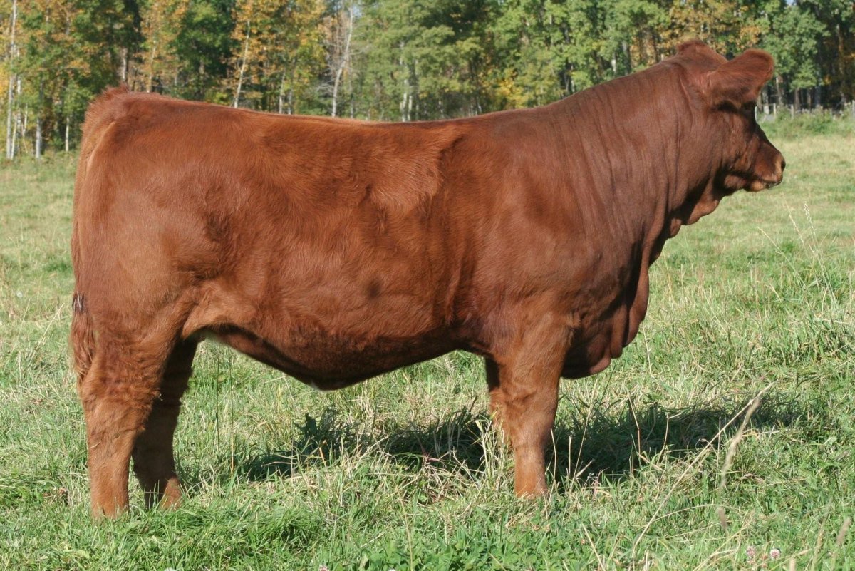 Австрийский симментал