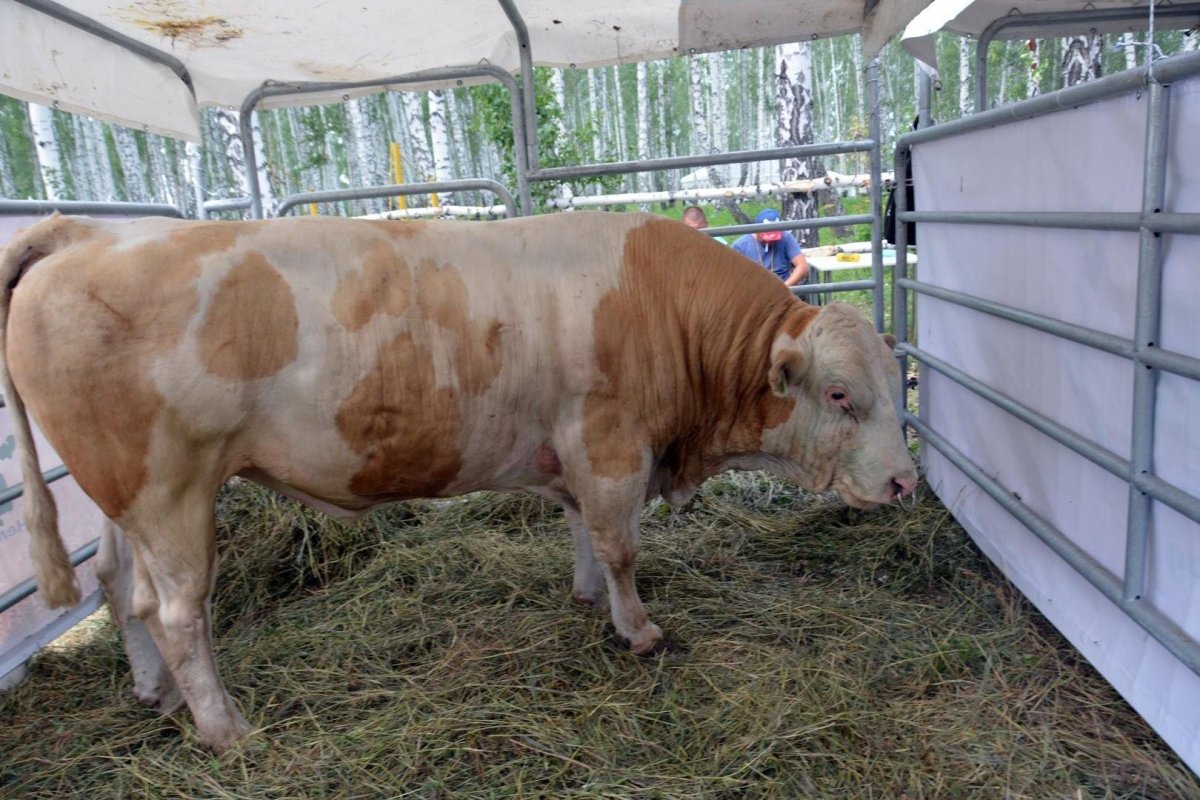 Мясная порода Быков симменталы