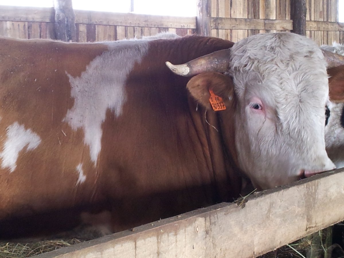 Симментал порода Быков