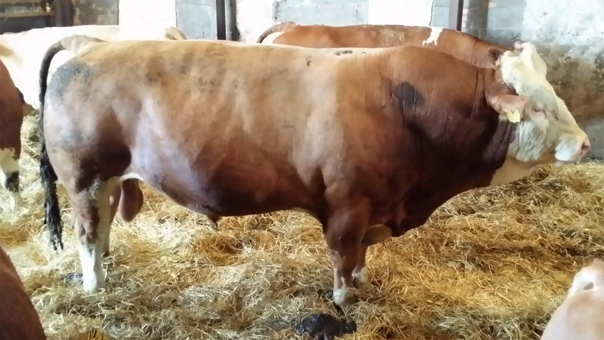 Племенные быки производители симентал