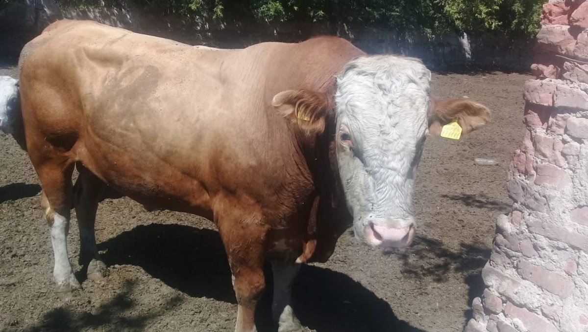 Быки Казахстана