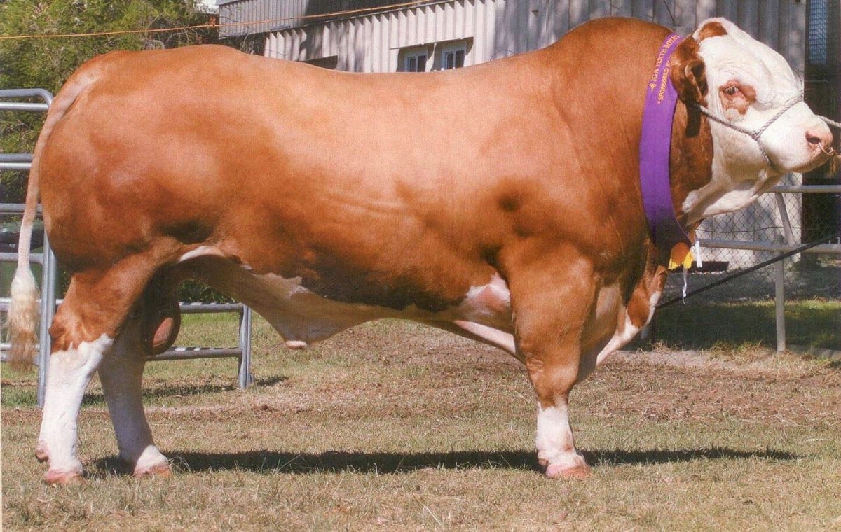 Симментал Альварес