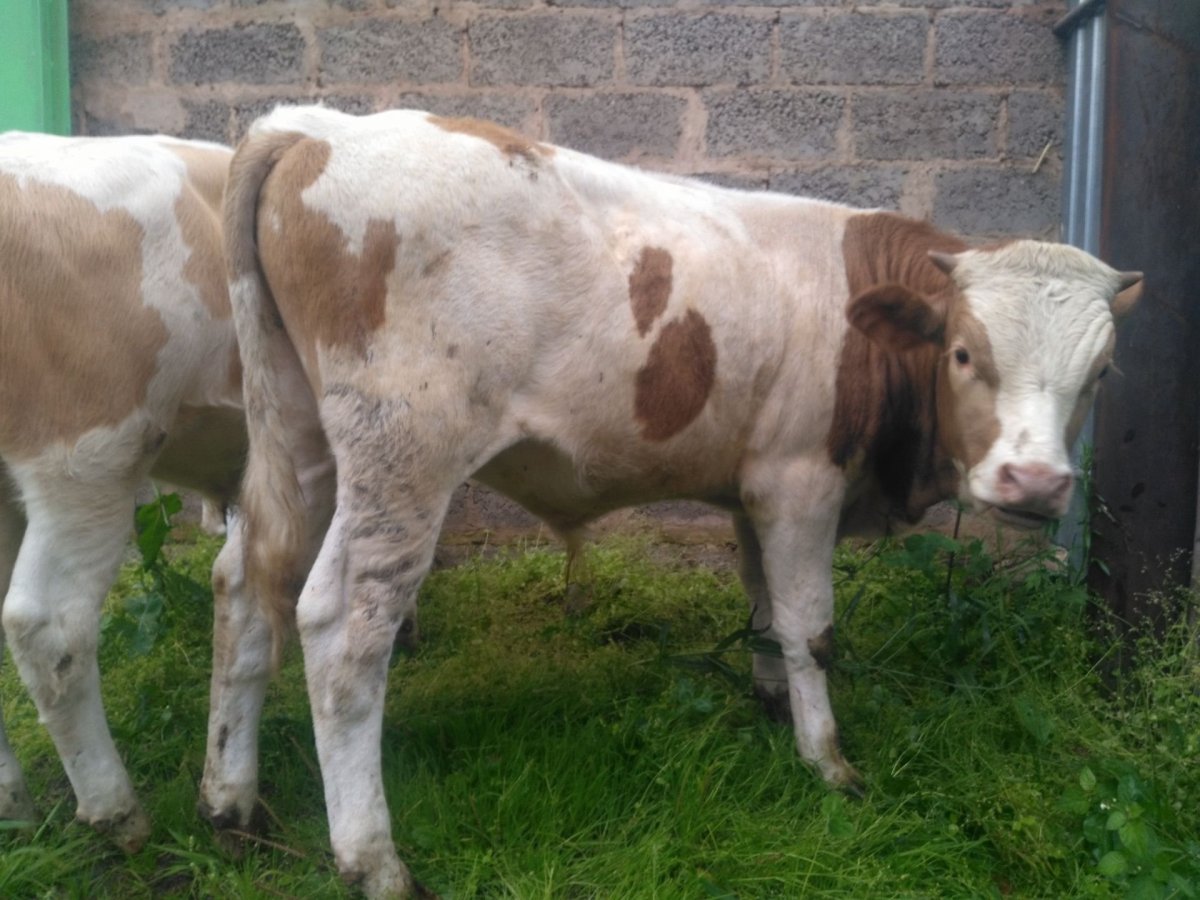 Симментальская порода Бычков