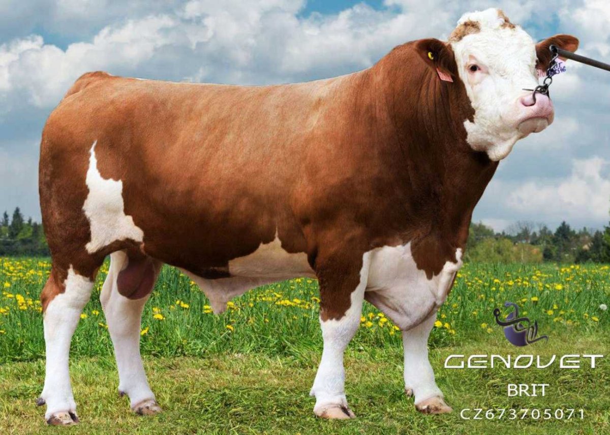 Simental qizil Ala inək