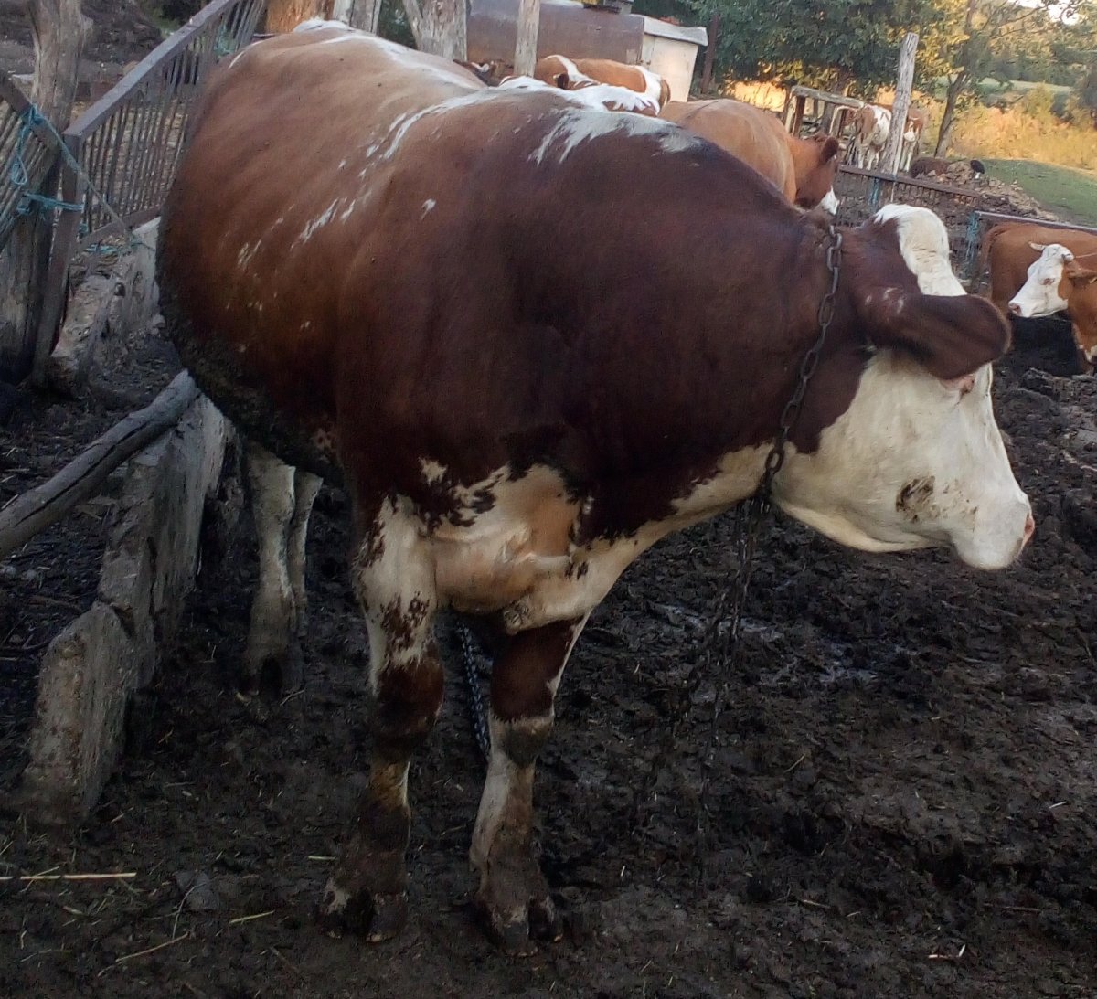 Бык факел симменталы