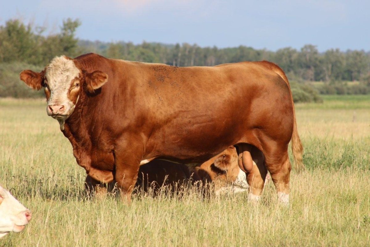 Порода КРС симментал