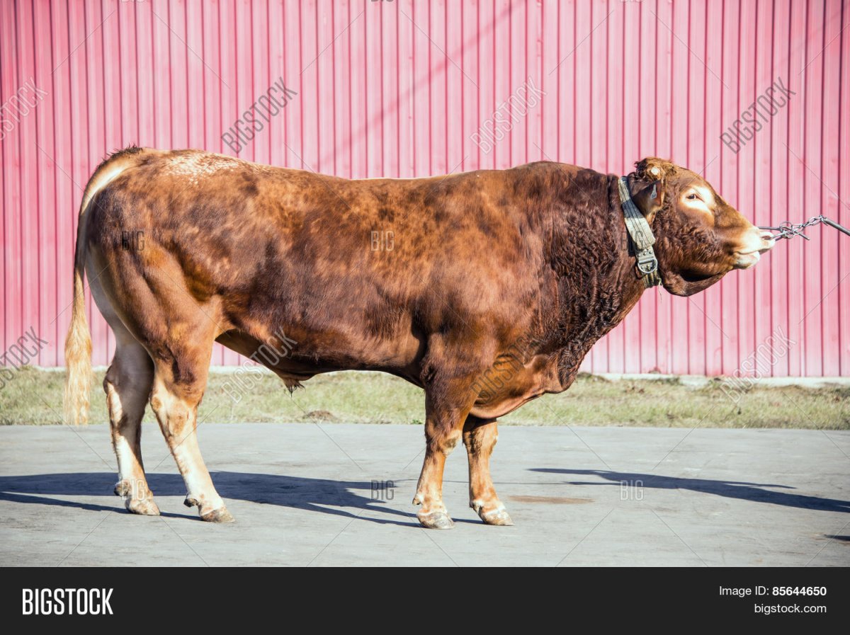 Мирский бык порода
