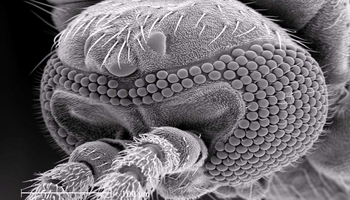 Органы из микроскопа кота