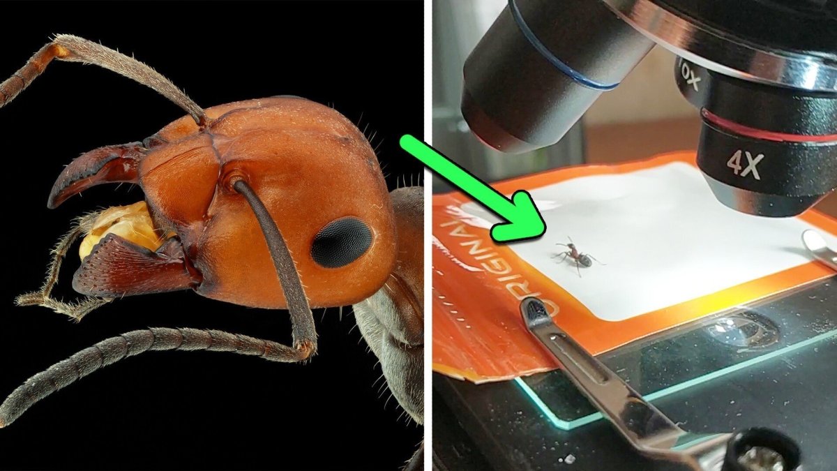 Хитин муравей